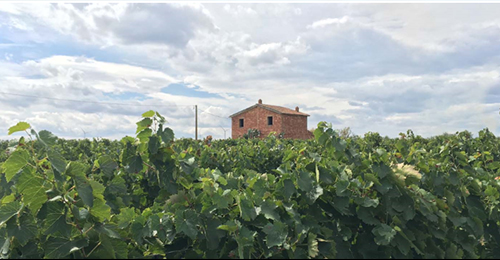 Banner sostegno a giovani agricoltori