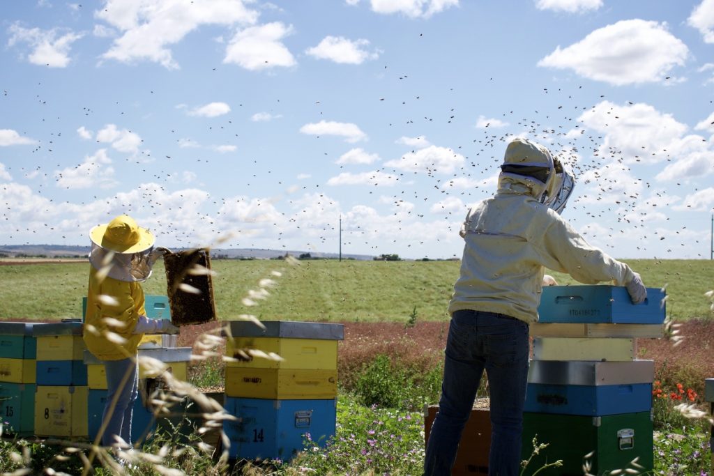 Colonia di api in volo attorno a una coppia di apicoltori