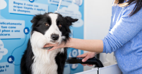 Un cane viene insaponato e lavato in una stazione self-service